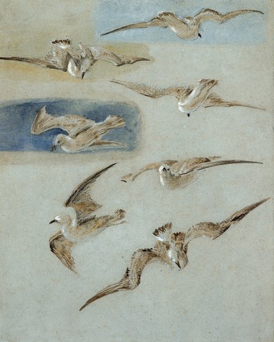 Study of Seagulls by Clarkson Frederick Stanfield